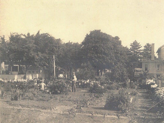 South side of the house. C. J. Wilson's peony bushes, early 1900s. Note: 9th Ave is not built yet, it will run between the two homes.